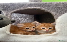 Mixed Breed cats for sale: Pair of Gorgeous ginger kittens 🐅🐅 - Image 6