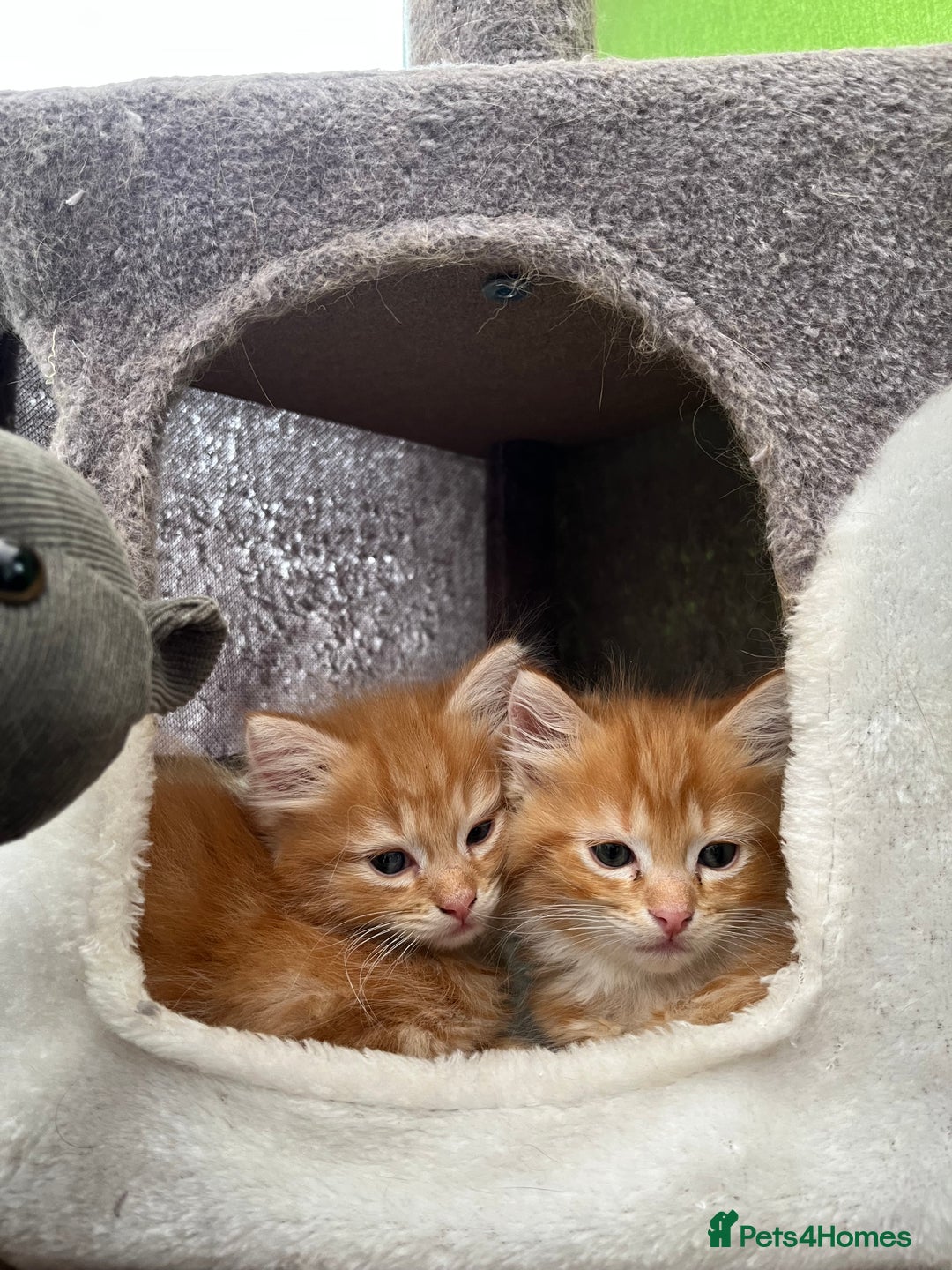 Mixed Breed cats for sale: Pair of Gorgeous ginger kittens 🐅🐅 - Image 6