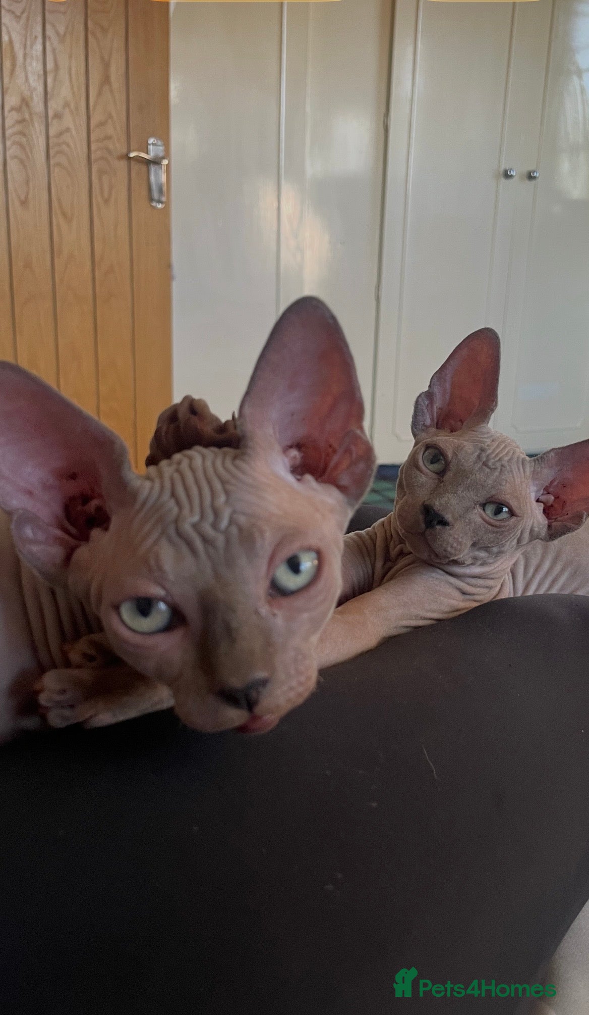 Sphynx cats Sphynx Kittens - European Champion Bloodlines - Advert 2