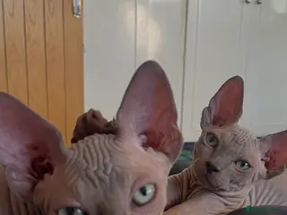Sphynx cats Sphynx Kittens - European Champion Bloodlines - Advert 3