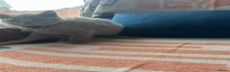 British Shorthair cats for sale: GCCF Registered 2 Kitties Left- Ready to Go - Advert 7