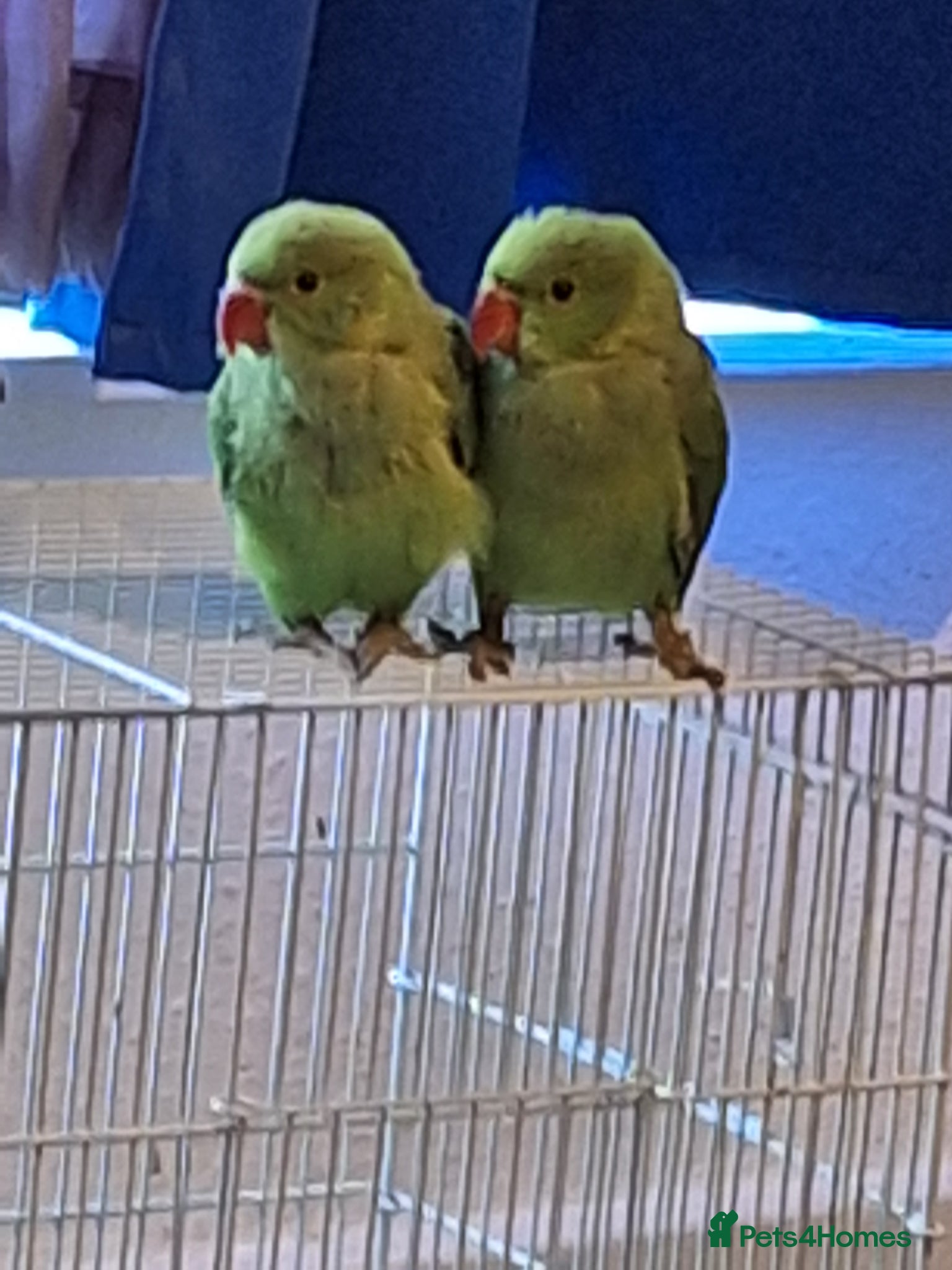Ringnecks birds 2 baby ringnecks for sale - Advert 2