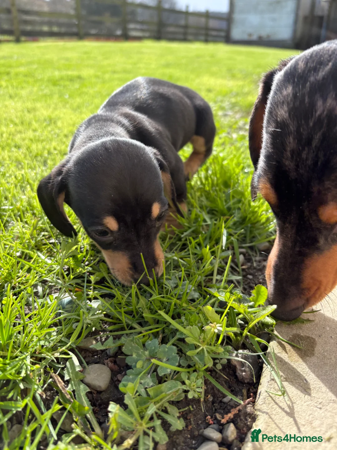 Miniature Dachshund dogs for sale: Miniature Dachshund - Advert 2