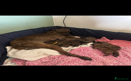 Lurcher dogs for sale: Old skool lurchers 1 boy deer/grey/wheaten/grey - Image 7