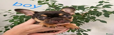 French Bulldog 1