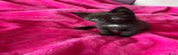 Mixed Breed cats for sale: 6 gorgeous kittens  - Advert 16