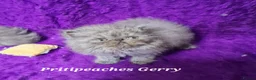 Persian cats for sale: Gccf Registered Persian Kittens  - Advert 13