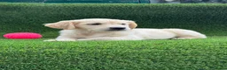 Golden Retriever dogs for sale: Royal Cream Golden Retriever Puppies🤍 🐶 🐾 - Advert 4