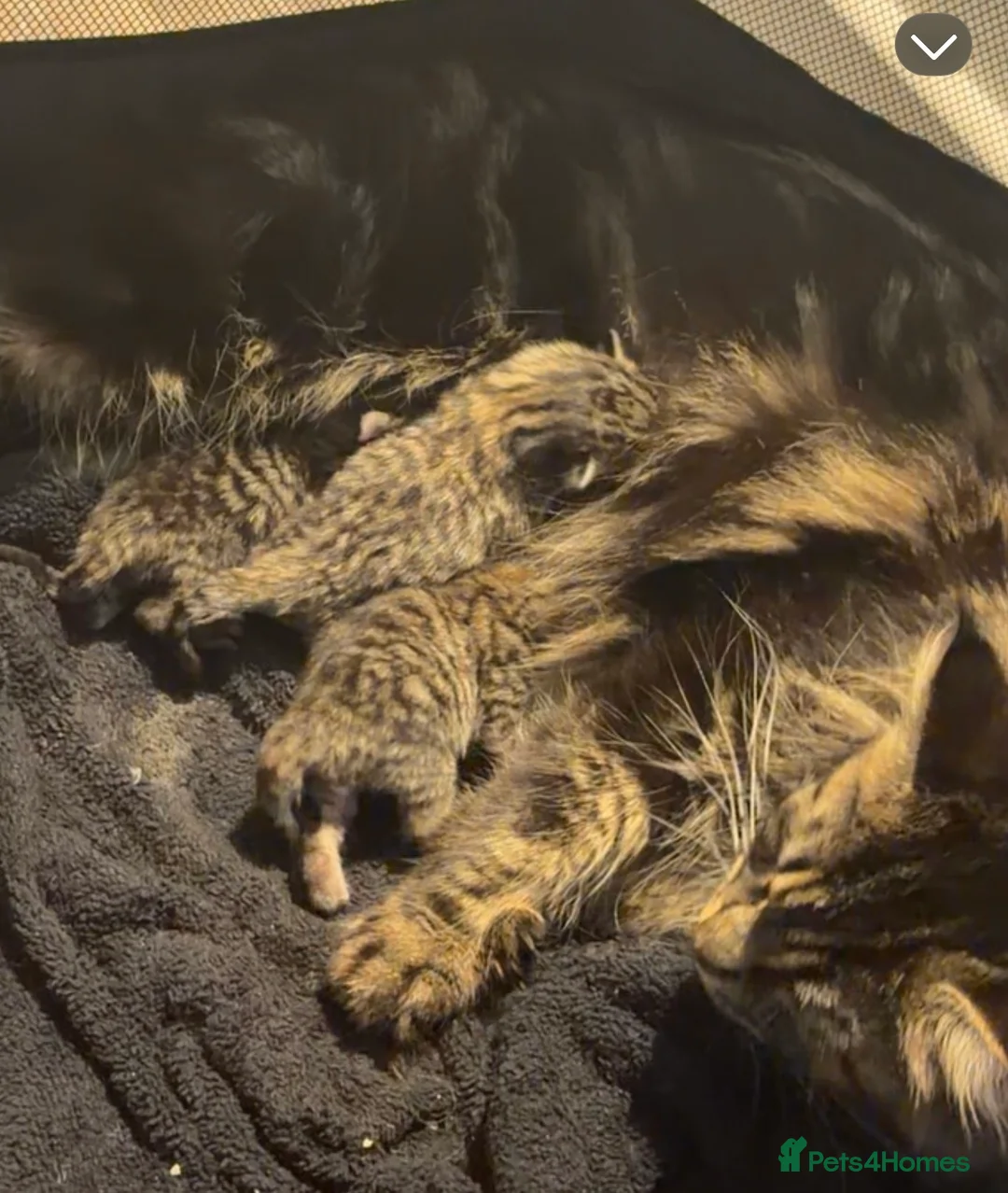 Mixed Breed cats for sale: Maine Coon Cross - Advert 2