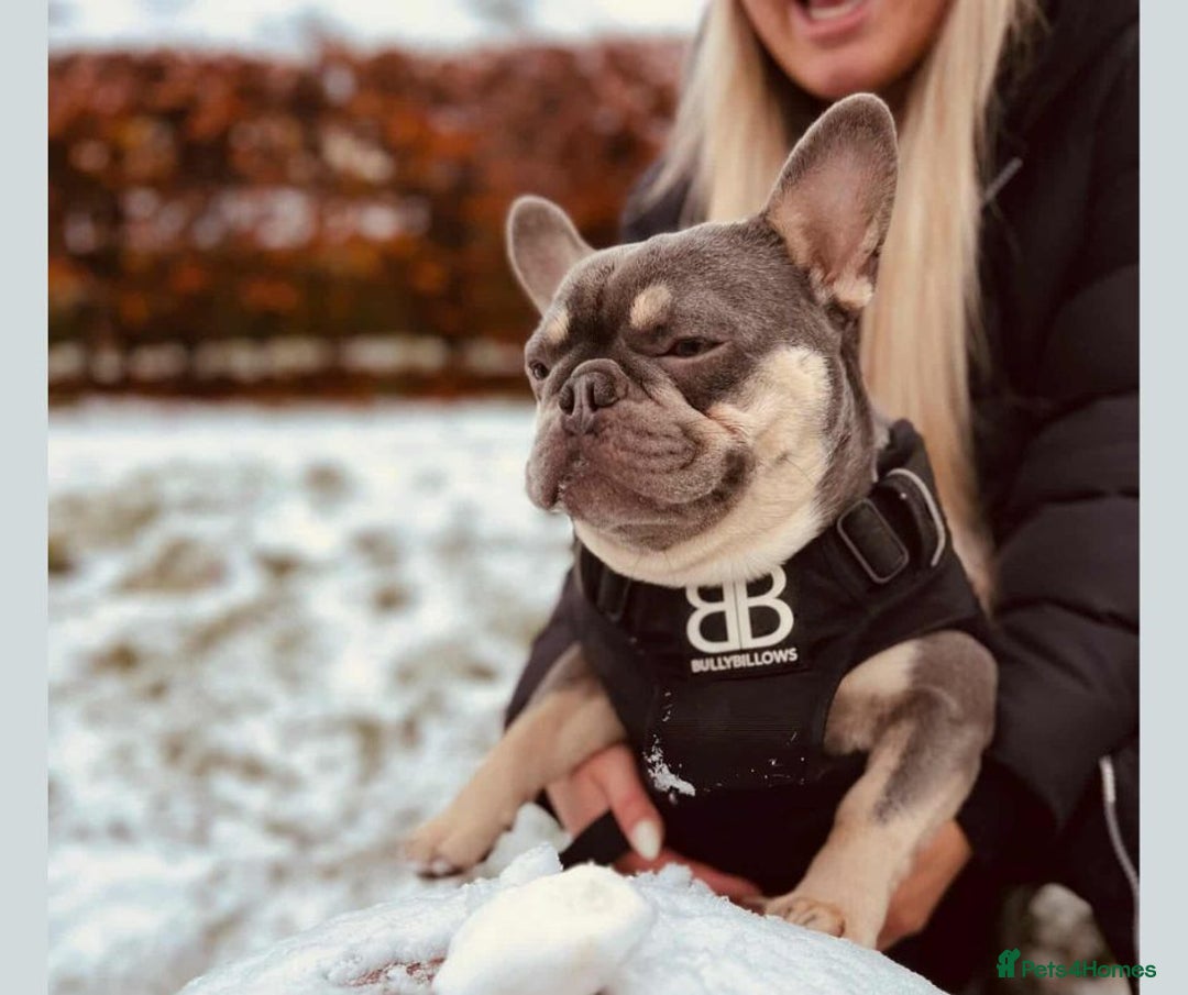 French Bulldog dogs for adoption: BEAR - needs a new, loving home. - Image 4