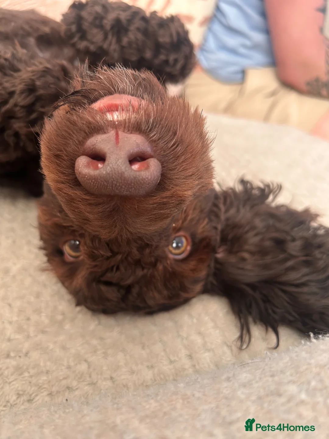 Cockapoo dogs for sale: 10 month old male cockapoo in Blyth - Advert 2