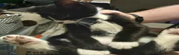 Domestic Shorthair cats for sale: Kittens in Livingston - Advert 12