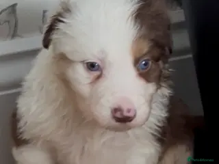 Border Collie dogs Adorable border collie tri coloured pups - Advert 18