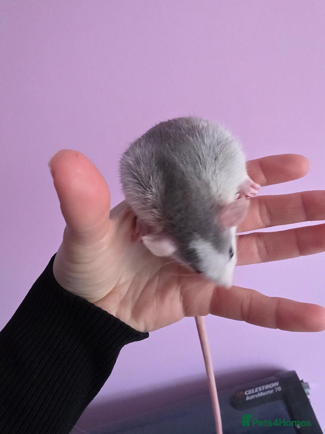 Rat rodents for sale: Baby rats - Advert 2