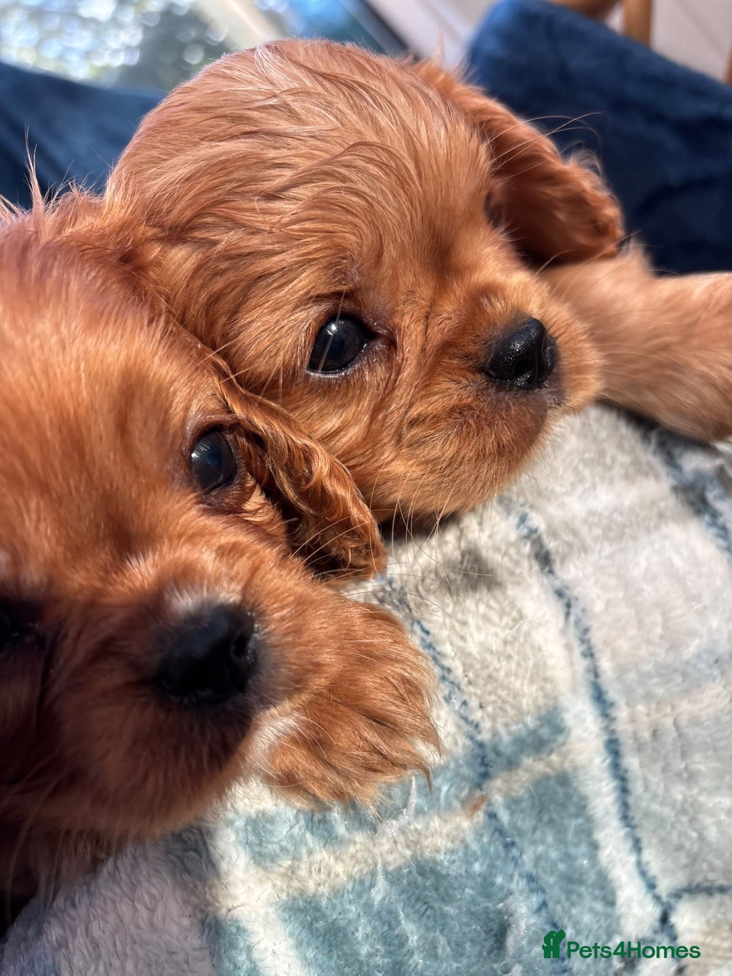 Cavalier King Charles Spaniel dogs KC registered Cavalier King Charles Spaniels  - Advert 1