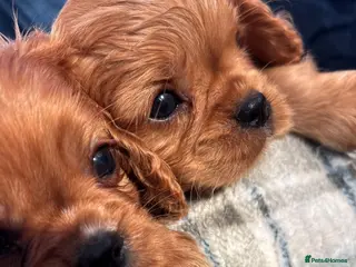 Cavalier King Charles Spaniel dogs KC registered Cavalier King Charles Spaniels - Advert 1