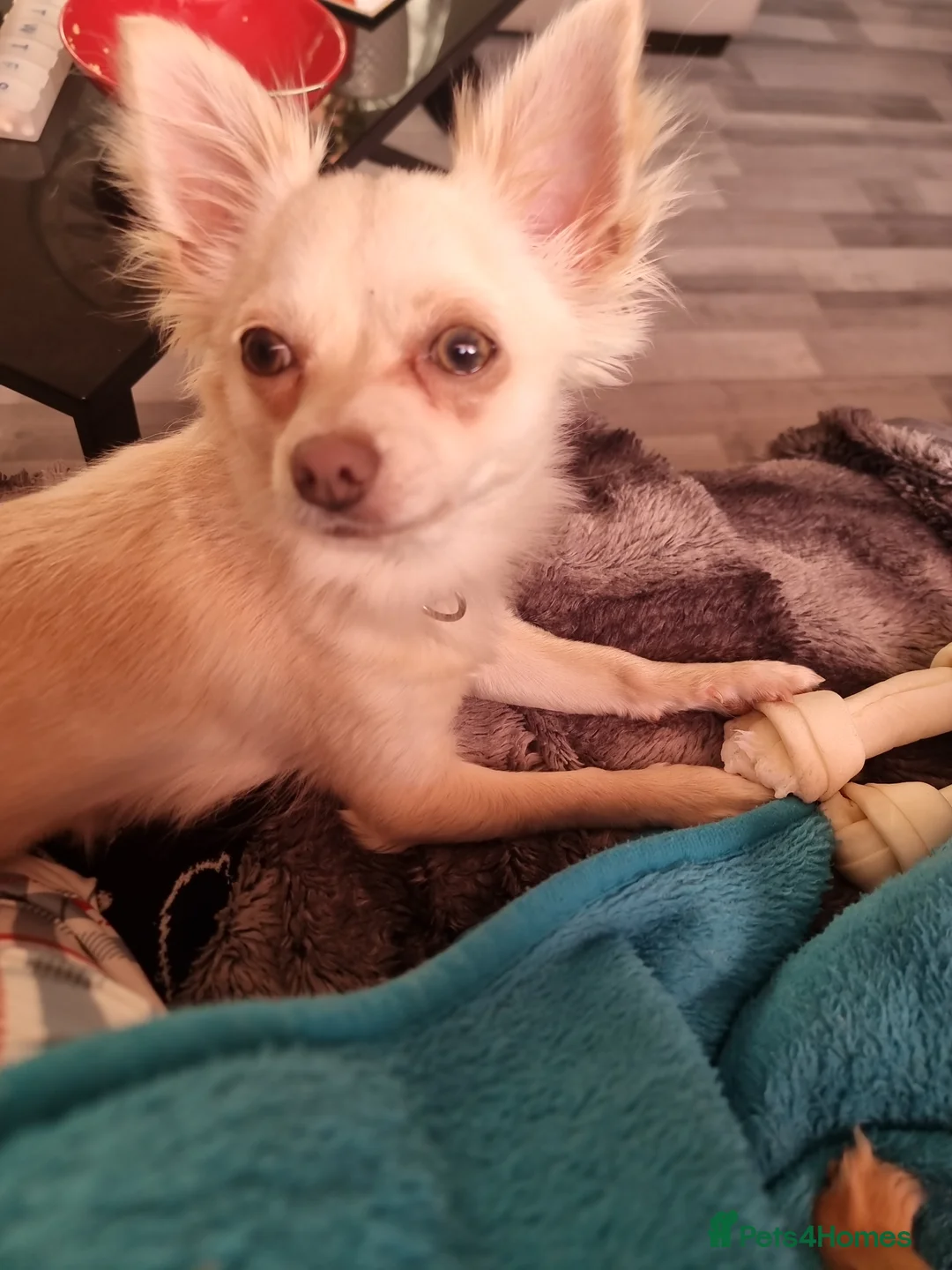 Chihuahua dogs for sale: Chichuahua Lady 2 years old  in Perth - Advert 2