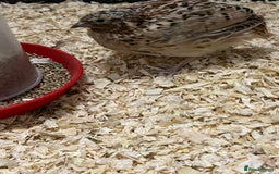 Quail poultry for sale: 2 male quails in Portsmouth - Image 3