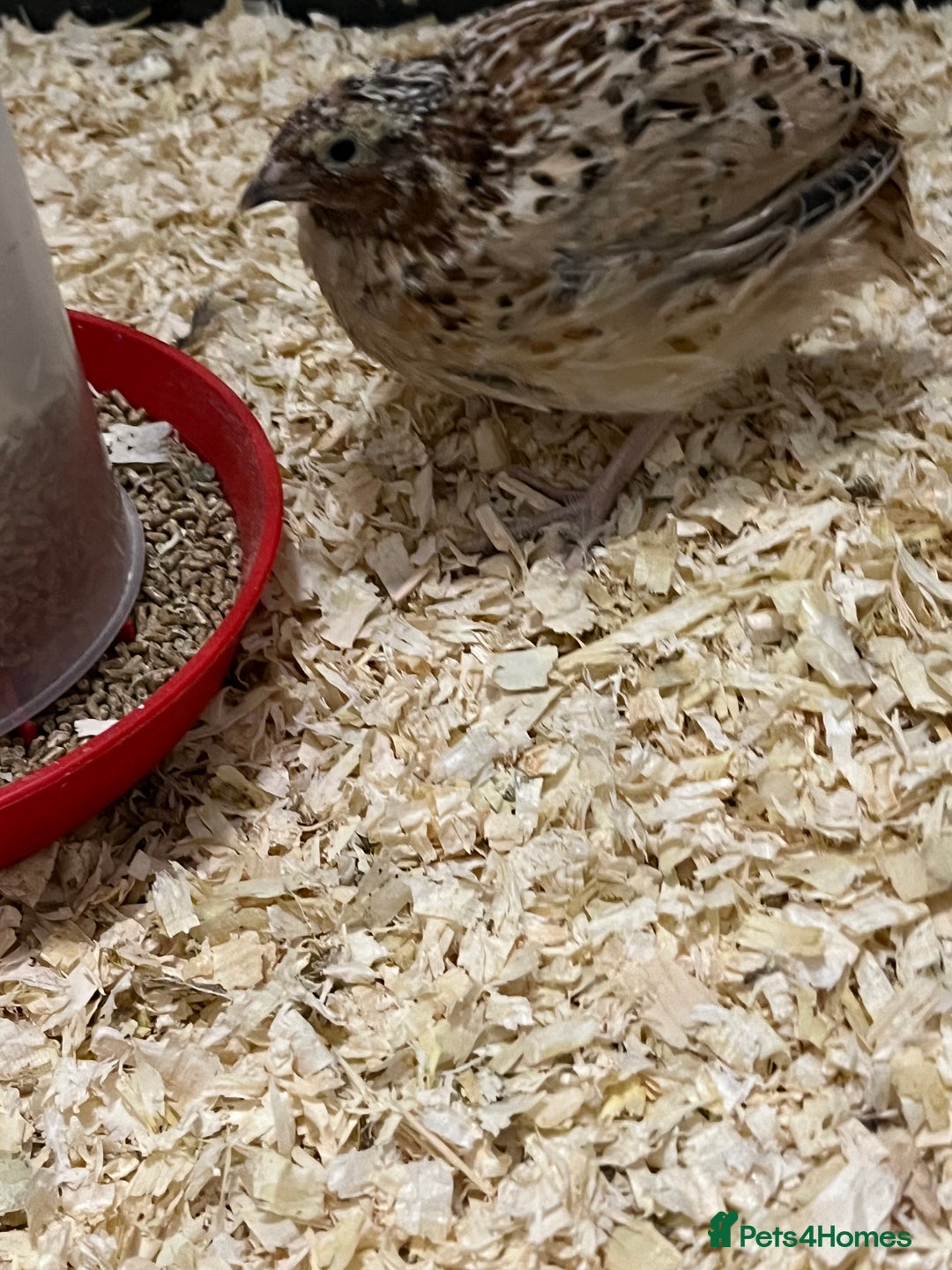 Quail poultry for sale: 2 male quails in Portsmouth - Image 3