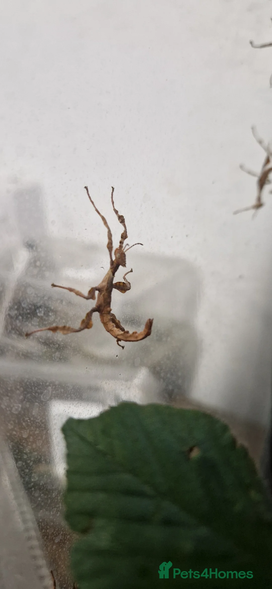 Stick Insects invertebrates for sale: Macleay stick insects  in York - Advert 2