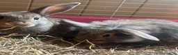 Mixed Breed rabbits for sale: Mixed breed rabbits in Durham - Advert 7