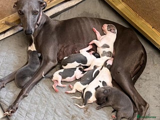 Whippet dogs - Advert 2
