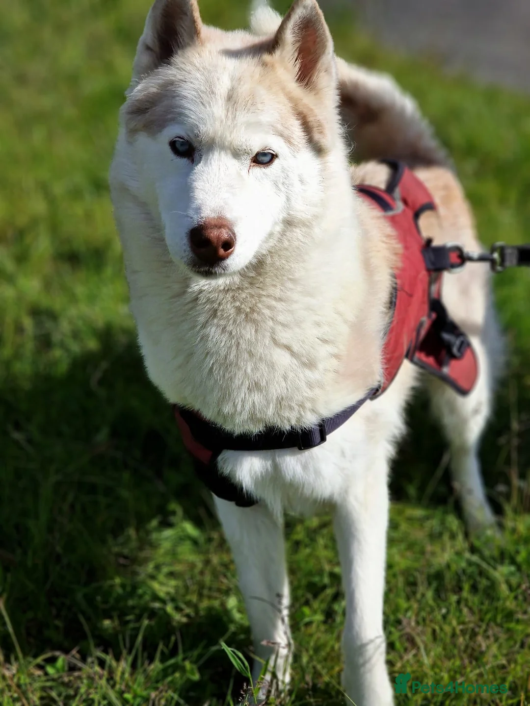 Siberian Husky dogs for sale: Hugo - siberian husky - Advert 7