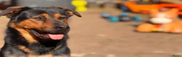 Mixed Breed dogs for sale: Hugo The Shepwiler - Advert 4