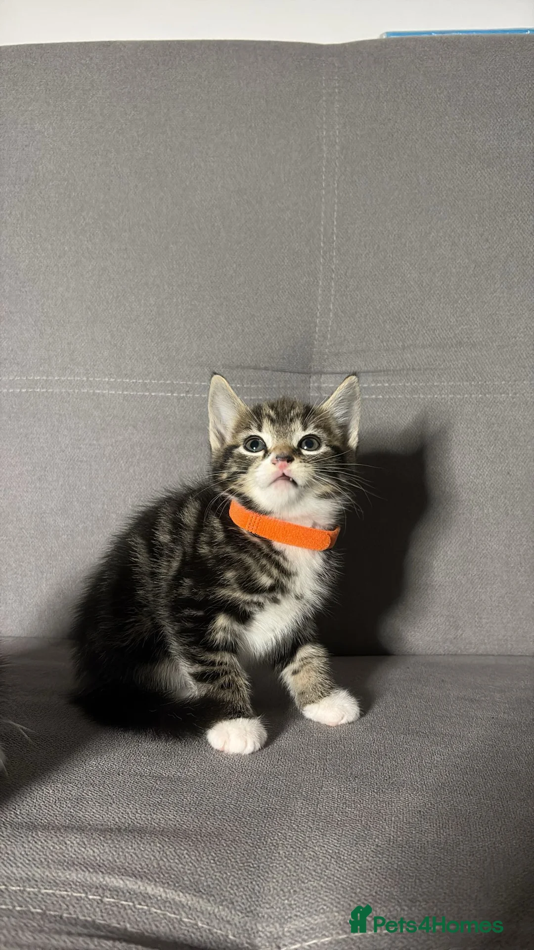 Mixed Breed cats for sale: X2 Beautiful Kittens - Ready to leave! - Advert 14