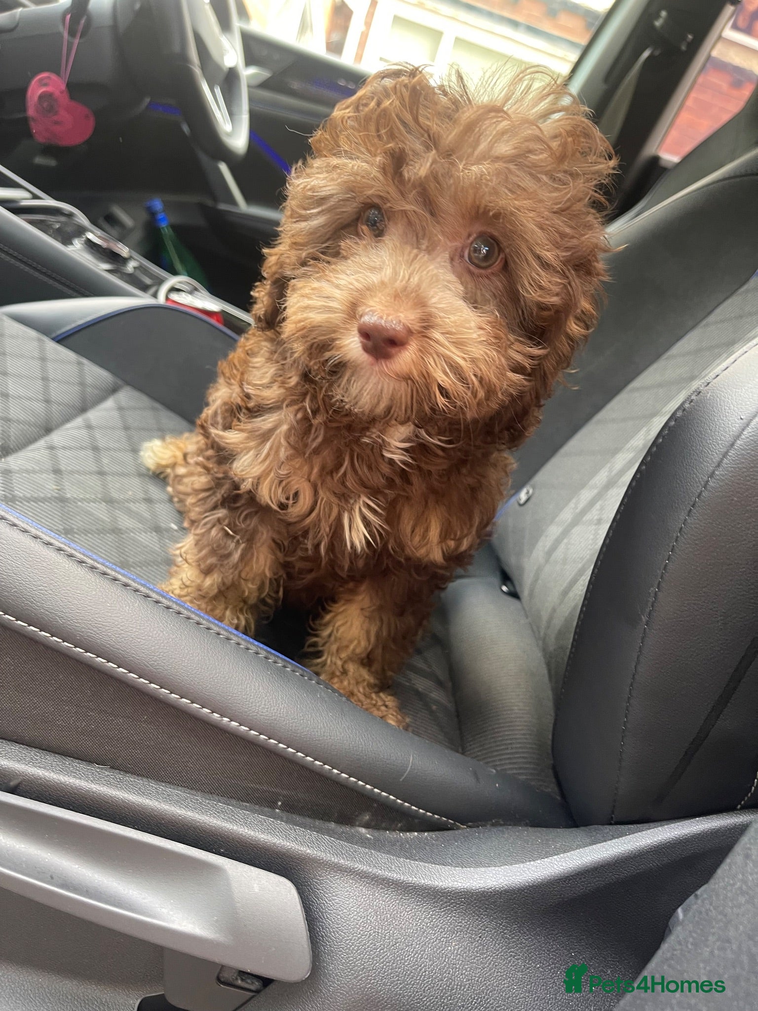 Cavapoo dogs Cavapoo puppies - Advert 17