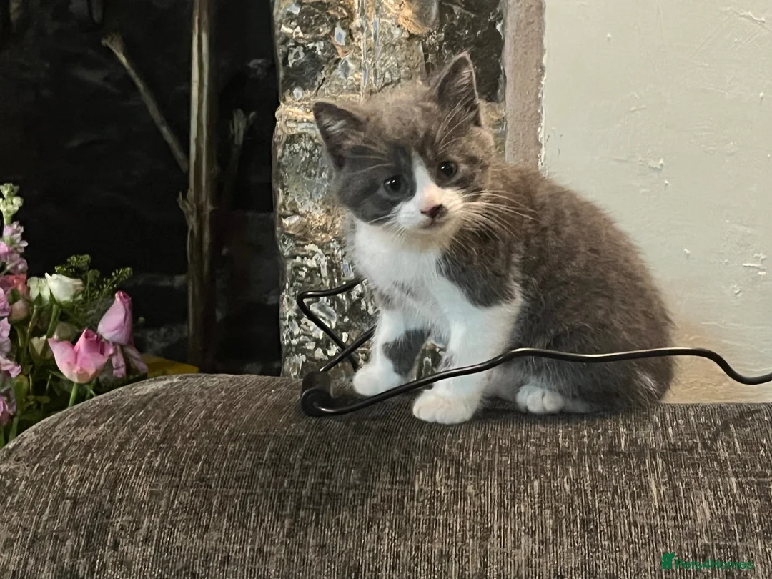 Mixed Breed cats for sale: Grey kitten - Advert 6