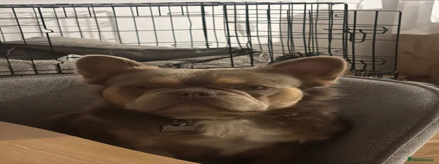 Ted