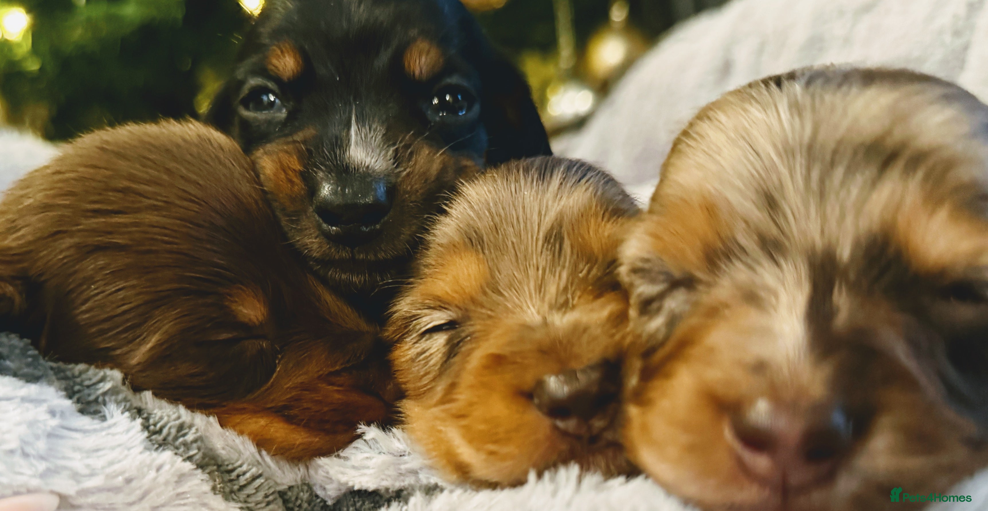 Miniature Dachshund dogs ⚜️Charming Little Puppies ⚜️ - Advert 1
