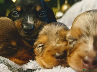 Miniature Dachshund dogs ⚜️Charming Little Puppies ⚜️ - Advert 1