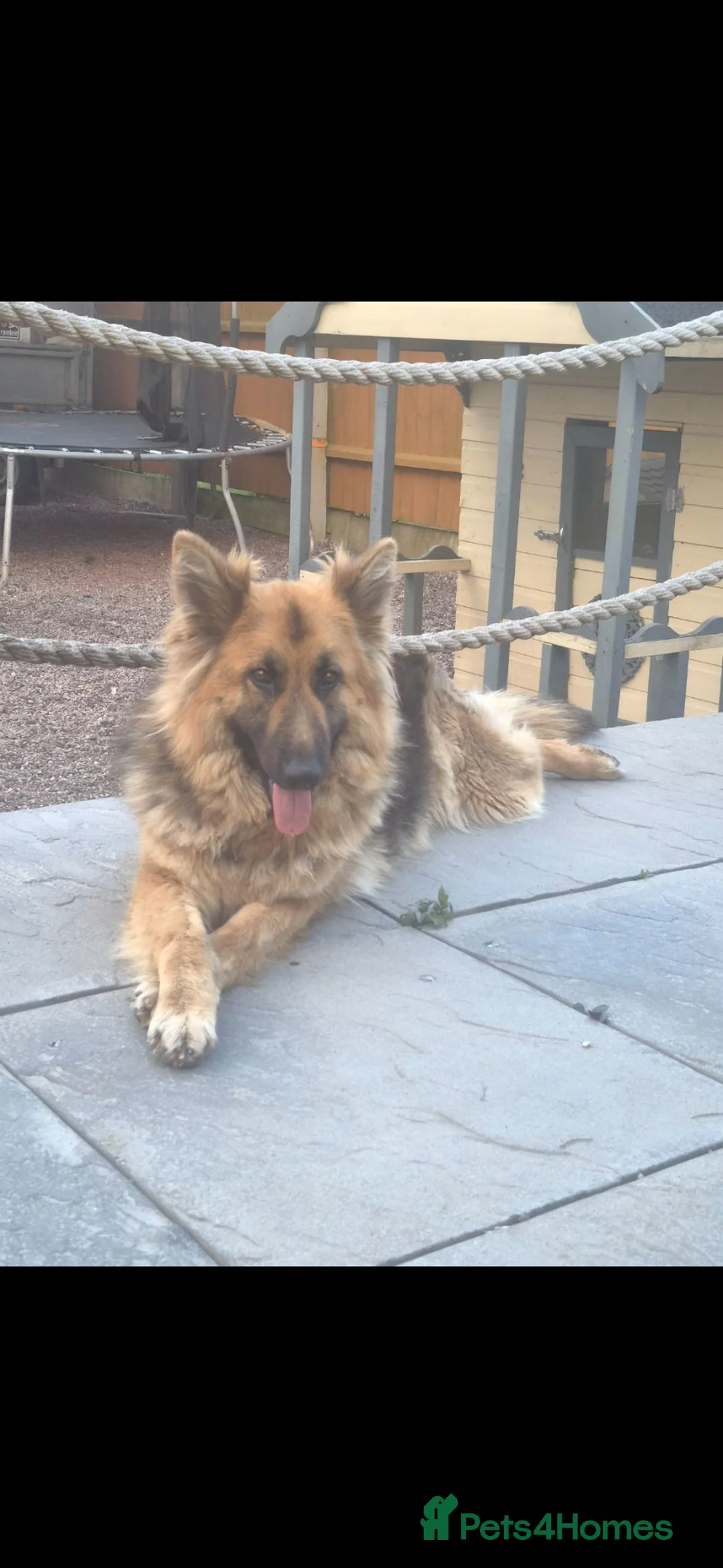 German Shepherd dogs for sale: 💖Beautiful Pedigree German Shepard 💖 in Willenhall - Advert 1