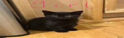 Mixed Breed cats for sale: 🥰 mixed breed calicos, tuxedos & grey kittens  - Advert 12