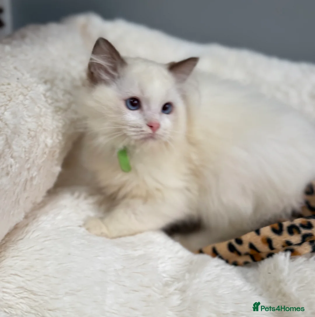 Ragdoll cats for sale: GCCF🥇PUREBRED REG RAGDOLL KITTENS AWARD WIN🥇 - Advert 2