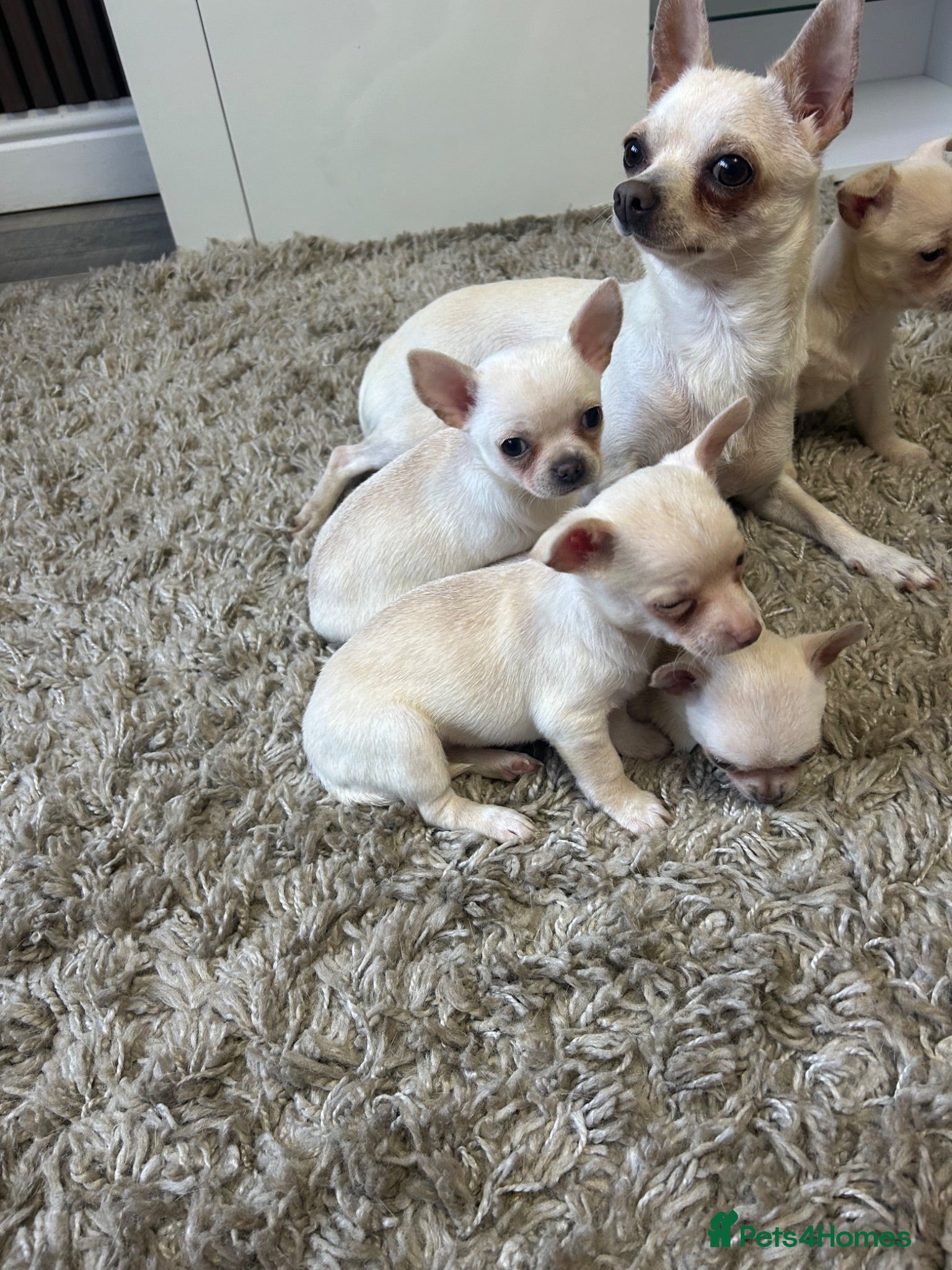 Chihuahua dogs Chihuahua  - Advert 17