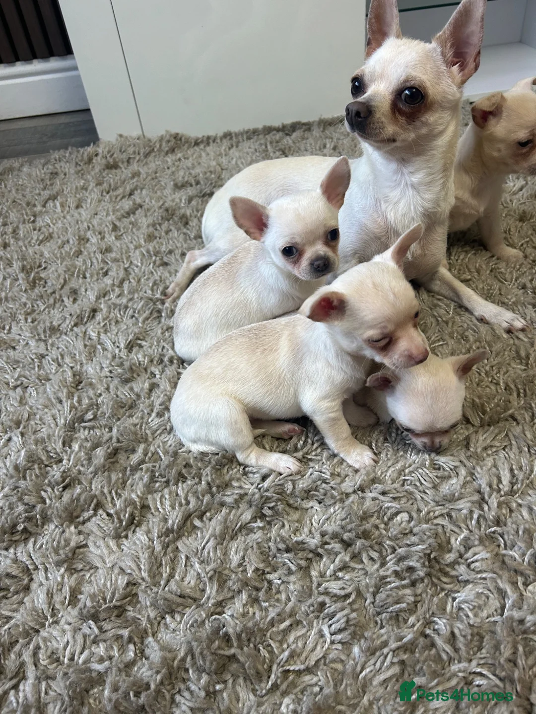 Chihuahua dogs for sale: Chihuahua  in Walsall - Advert 1