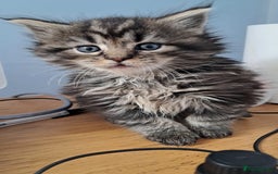 Mixed Breed cats for sale: Maine Coon cross Norwegian kittens - Image 6