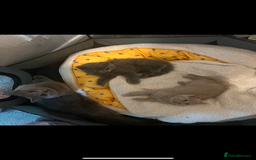 British Shorthair cats for sale: British shorthair - Image 3