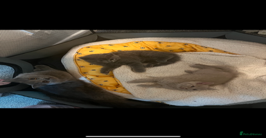 British Shorthair cats - Advert 6