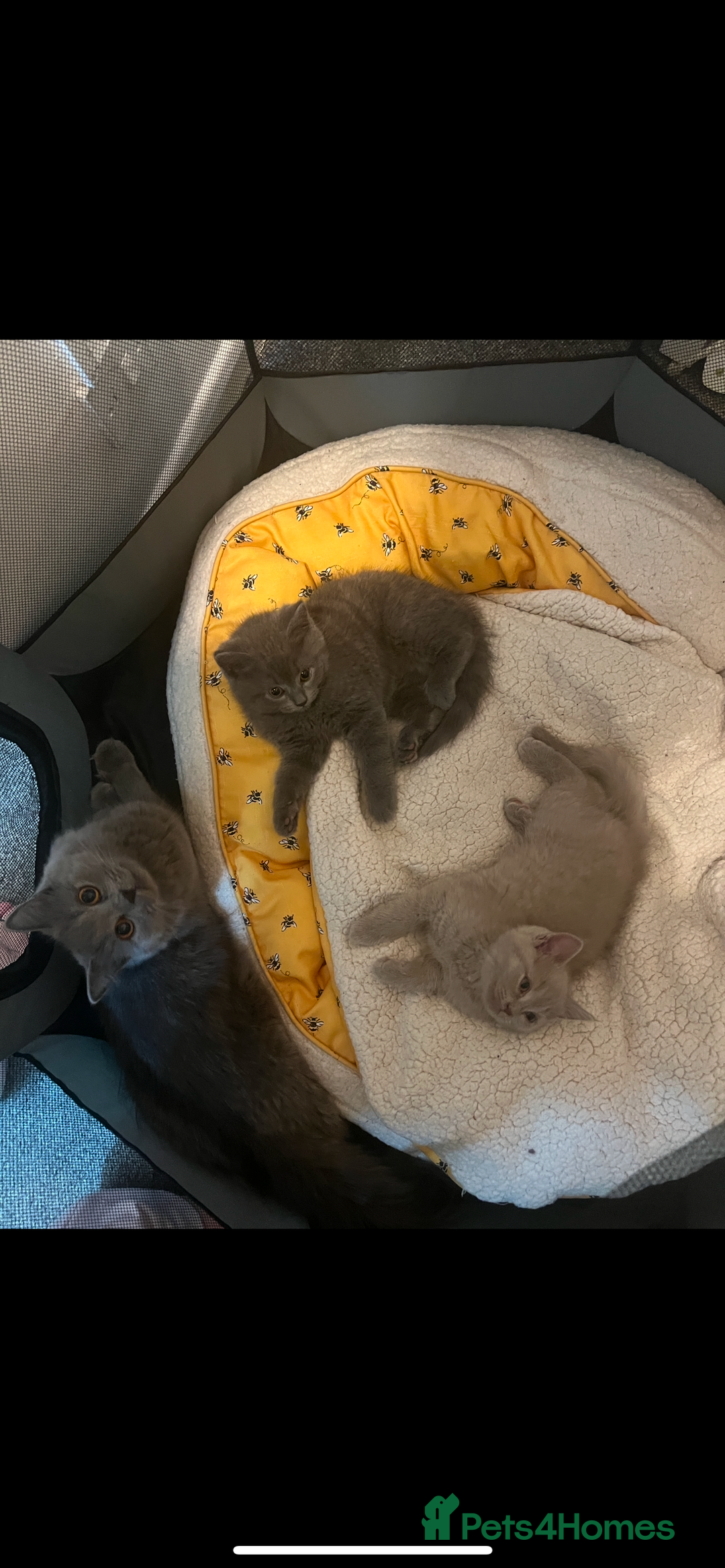 British Shorthair cats for sale: British shorthair - Image 3