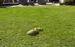 Tortoise reptiles for sale: 2 x Sulcata Tortoise - Image 6