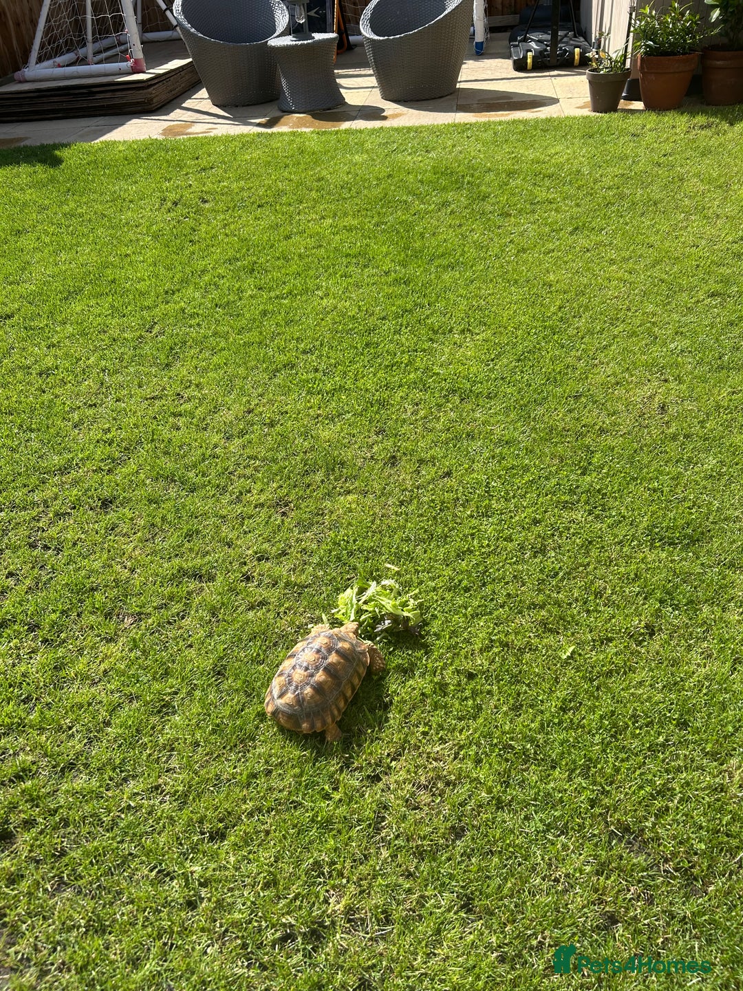 Tortoise reptiles for sale: 2 x Sulcata Tortoise - Image 6