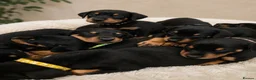Dobermann dogs for sale: Beautiful Rotterman pups Doberman X Rottweiler - Advert 9