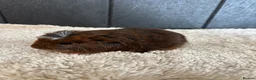 Guinea Pig rodents for sale: Stunning baby guinea pigs  - Advert 12