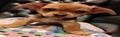 Puppy 2