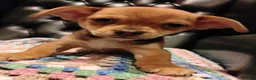 Chihuahua dogs for sale: Chihuahua Puppies for sale, Ready for loving homes - Advert 27
