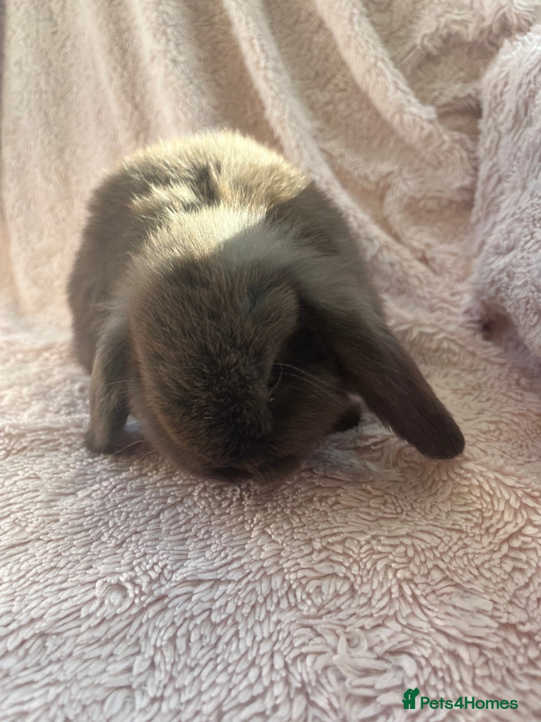 Mini Lop rabbits for sale: Mini lop rabbit - Advert 8